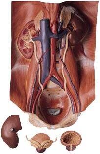 Bebek Bakımı Genital Organ Modelleri