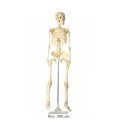 İskelet Maketi Küçük Boy